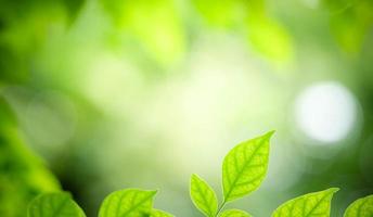 bellissima natura Visualizza di verde foglia su sfocato verdura sfondo nel giardino. naturale verde le foglie impianti Usato come primavera sfondo copertina pagina verdura ambiente ecologia lime verde sfondo foto