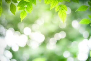 bellissima natura Visualizza di verde foglia su sfocato verdura sfondo nel giardino. naturale verde le foglie impianti Usato come primavera sfondo copertina pagina verdura ambiente ecologia lime verde sfondo foto