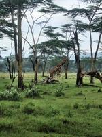 un' Visualizza di Kenia vicino kimili foto