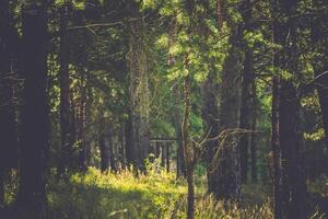 mattina nel il pino foresta retrò foto