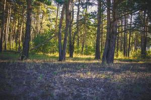 pino foresta nel il mattina filtrato foto