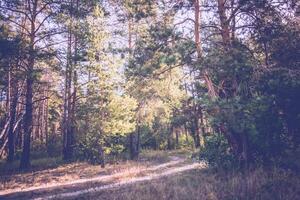 mattina nel il pino foresta filtrato foto