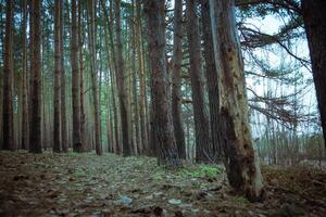 pino foresta primavera mattina retrò foto