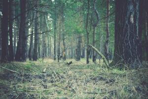 pino foresta mattina retrò foto