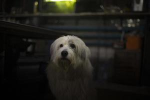 cane è in attesa per proprietario. cane è a opera. foto