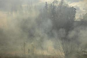 fuoco nel foresta. Fumo e fuoco nel natura. ardente spazzatura. foto