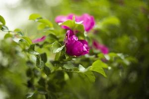 rosa su cespuglio. fiore nel giardino. cespugli di impianti. foto