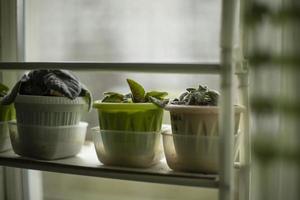 pianta d'appartamento sulla finestra. verde in appartamento. piante in vaso. foto