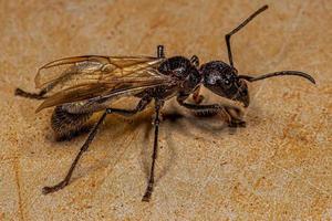 regina formica proiettile adulta foto