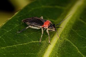 cimice della pianta adulta foto