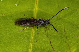 adulto alato maschio formica foto