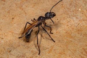 regina formica proiettile adulta foto