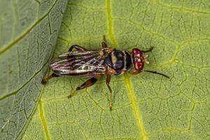 mosca acaliptrata adulta foto