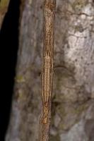 vera ninfa katydid foto