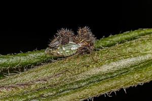 Treehopper adulto che imita le formiche foto