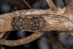 cicala gigante adulta foto