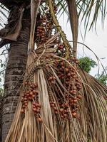 rosso frutta di il buriti palma albero foto