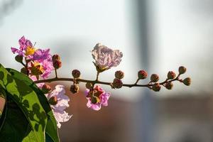 gigante crape-mirto albero foto