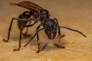 regina formica proiettile adulta foto