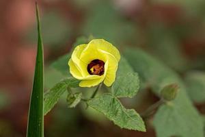 piccolo palude fioritura pianta foto