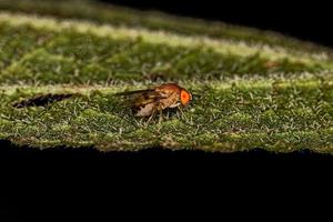 mosca della frutta adulta foto