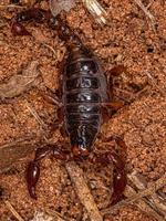 artropodo aracnide chelicerato scorpione foto