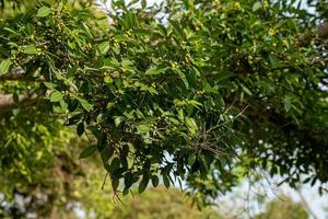 angiosperma Figura albero foto