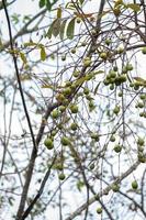 albero con frutta chiamato mangaba foto