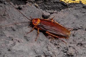 scarafaggio americano adulto foto