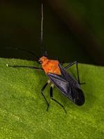 cimice della pianta adulta foto