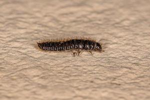 larva di coleottero dalle lunghe giunture foto