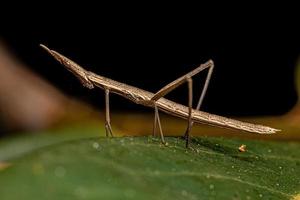 cavalletta neotropicale del bastone foto