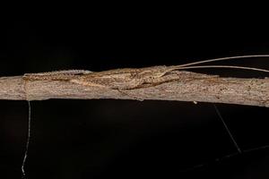 vera ninfa katydid foto