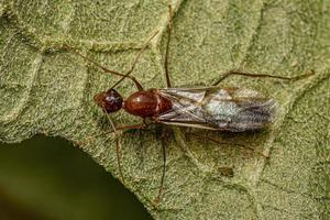 formica carpentiere alato maschio adulto foto