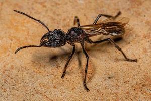 regina formica proiettile adulta foto