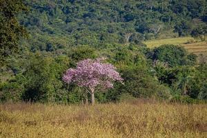 albero del filo di seta foto