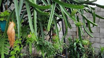 Drago frutta quello è ancora verde quando esso è giovane 02 foto