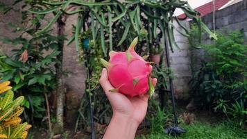 mani con un' piccolo rosso Drago frutta foto