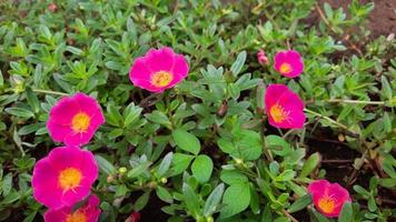 rosa e giallo fiori quello fioritura nel il mattina 01 foto