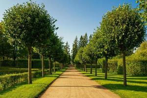 acero vicolo nel francese giardino nel pubblico paesaggio città parco. soleggiato giorno bellissimo foto