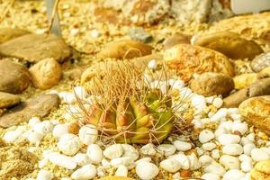 cactus su sabbioso suolo foto