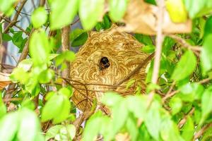 gigante vespa nido foto