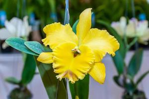 le orchidee cattleya fioriscono su uno sfondo naturale. foto