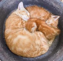 il gatti autunno addormentato fra il madre e sua Due bambini foto