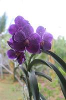 selettivo messa a fuoco di bellissimo vanda puro cera blu orchidea fiori nel il giardino. sfocato sfondo. blu vanda orchidea. foto