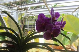 selettivo messa a fuoco di bellissimo vanda puro cera blu orchidea fiori nel il giardino. sfocato sfondo. blu vanda orchidea. foto