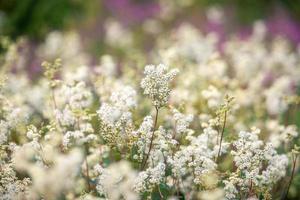 primo piano di fiori bianchi foto