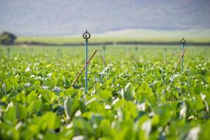 irrigatori in un campo verde foto