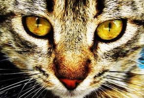 il espressive Guarda di un' domestico gatto foto