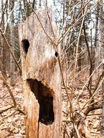 un albero cavo foto